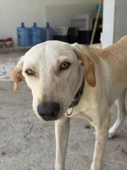 Asa -  Labrador Retriever Dog for Adoption in St. Petersburg, Florida - Asa | PetCurious