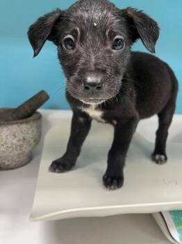 Labrador Retriever and Mixed Breed Dogs Available for Adoption - Ferrari | PetCurious