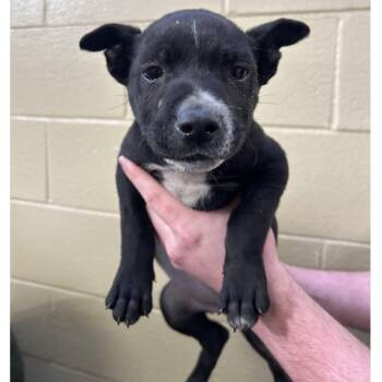 Rescue Terrier and Labrador Retriever Dogs for Adoption in Clarksville, Virginia - Layla | PetCurious