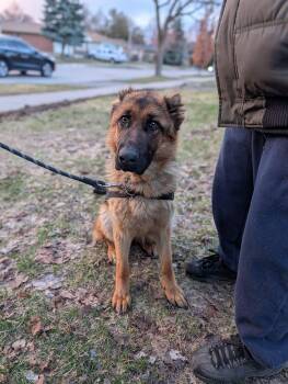 German Shepherd Dog Dogs Available for Adoption in London, Ontario - Nora | PetCurious
