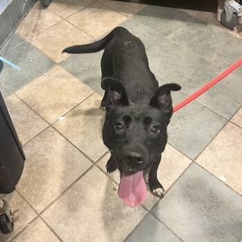 Rescue Mixed Breed Dogs for Adoption in Chattanooga, Tennessee - Tofurkey | PetCurious