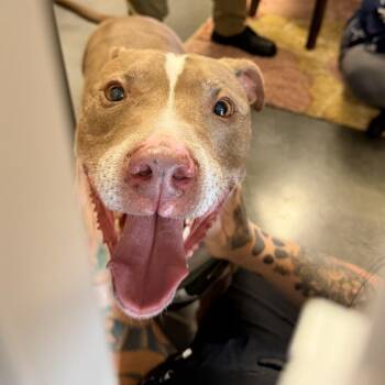 Mixed Breed Dogs Available for Adoption in Dickinson, Texas - Elmo | PetCurious