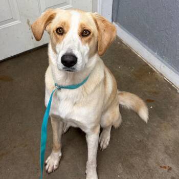 Border Collie and Mixed Breed Dogs Available for Adoption - Maggie | PetCurious