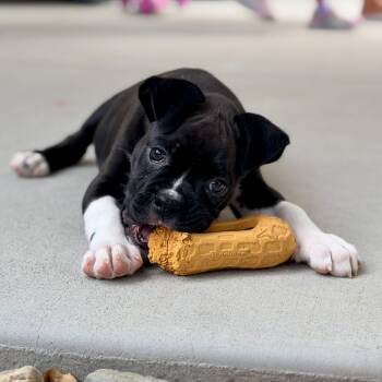 Apollo -  Boxer Dog for Adoption in Mead, Colorado - Apollo | PetCurious