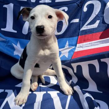 Stars -  Pit Bull Terrier Dog for Adoption in Greensboro, Georgia - Stars | PetCurious