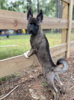 Jolene -  Husky and Akita Dog for Adoption in Richmond, Virginia - Jolene | PetCurious