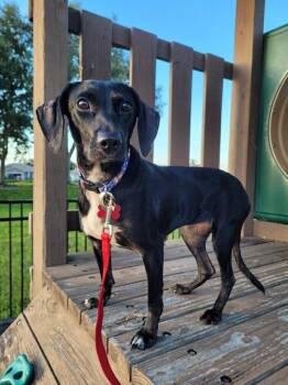 Barbie -  Terrier Dog for Adoption in Alafaya, Florida - Barbie | PetCurious