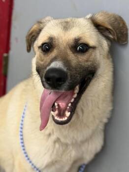 Shepherd and Mixed Breed Dogs Available for Adoption in Lockhart, Texas - Speedy | PetCurious