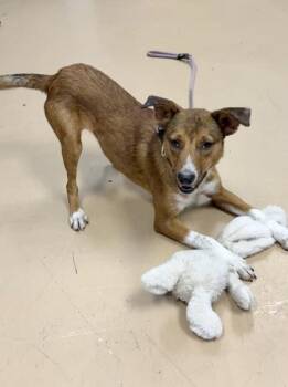Foxy Roxy -  Collie and Feist Dog for Adoption in Leesburg, Virginia - Foxy Roxy | PetCurious