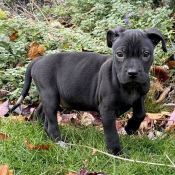 Rescue Boxer and Pit Bull Terrier Dogs for Adoption in Brockport, New York - Rocco | PetCurious
