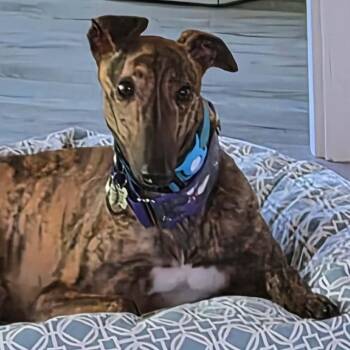 Greyhound Dogs Available for Adoption in Venice, Florida - Alohas Nidge (Nidge) | PetCurious
