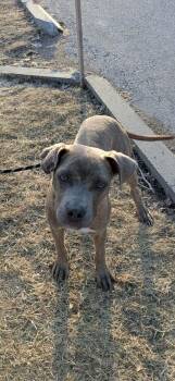 Mixed Breed Dogs Available for Adoption in Vaudreuil-dorion, Quebec - Zippy | PetCurious