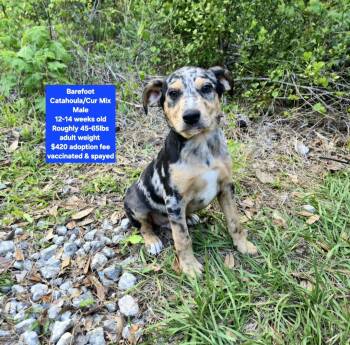 Catahoula Leopard Dog and Black Mouth Cur Dogs Available for Adoption in Oviedo, Florida - Barefoot | PetCurious