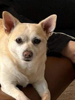 Sammy -  Chihuahua Dog for Adoption in Panama City, Florida - Sammy | PetCurious