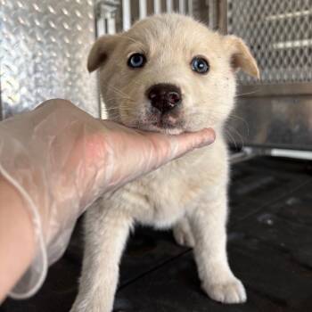 Husky and Mixed Breed Dogs Available for Adoption - Mystery | PetCurious