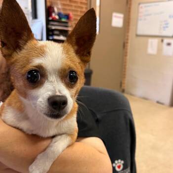 Tito -  Chihuahua Dog for Adoption in Birmingham, Alabama - Tito | PetCurious