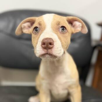 Bread and Butter -  Pit Bull Terrier Dog for Adoption in Columbia, South Carolina - Bread And Butter | PetCurious