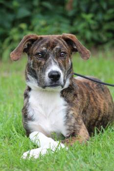 Rafiki -  Mixed Breed Dog for Adoption in Portage, Wisconsin - Rafiki | PetCurious