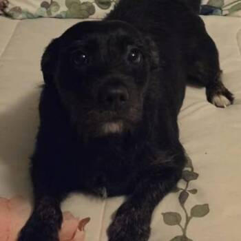 Border Terrier Dogs Available for Adoption - Bailey | PetCurious