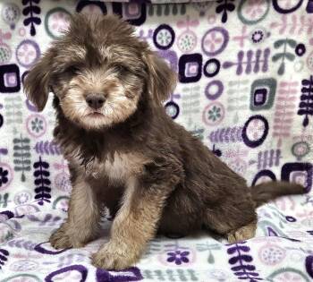 Rescue Australian Shepherd Dogs for Adoption in Los Angeles, California - Fabiola | PetCurious