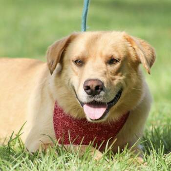 Lady Lintball -  Labrador Retriever Dog for Adoption in Columbia, South Carolina - Lady Lintball | PetCurious