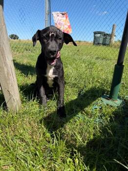 Gouda -  Mixed Breed Dog for Adoption in Metter, Georgia - Gouda | PetCurious