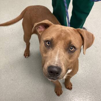 Rescue Pit Bull Terrier Dogs for Adoption in Abilene, Texas - Reed | PetCurious