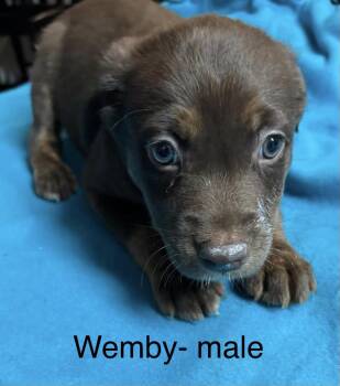 Labrador Retriever Dogs Available for Adoption in Crystal Lake, Illinois - Wemby | PetCurious