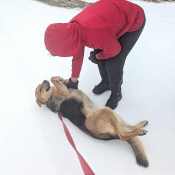 Mixed Breed Dogs Available for Adoption - Layla | PetCurious