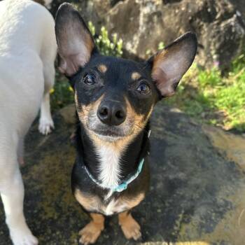 Chihuahua and Dachshund Dogs Available for Adoption in Andover, Massachusetts - Machoire ~ Local Girl | PetCurious