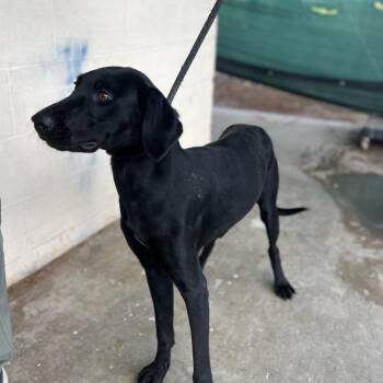 Mystique -  Black Labrador Retriever Dog for Adoption in Edinburg, Texas - Mystique | PetCurious