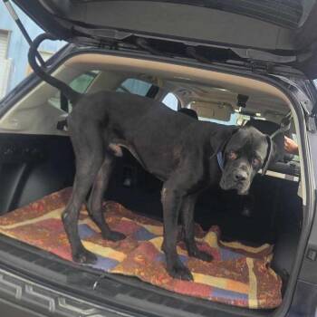 Tiny Tim -  Cane Corso Dog for Adoption in Apache Junction, Arizona - Tiny Tim | PetCurious