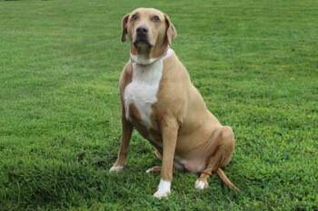 Summer -  Pointer and Mixed Breed Dog for Adoption in Kansas City, Missouri - Summer | PetCurious