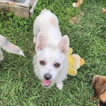 Violet -  Wirehaired Terrier Dog for Adoption in Richmond, Virginia - Violet | PetCurious