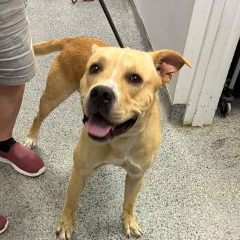 Rescue Mixed Breed Dogs for Adoption in Jeffersonville, Indiana - Corbin | PetCurious