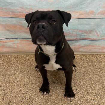 Pit Bull Terrier Dogs Available for Adoption - Stuffed Bell Pepper | PetCurious