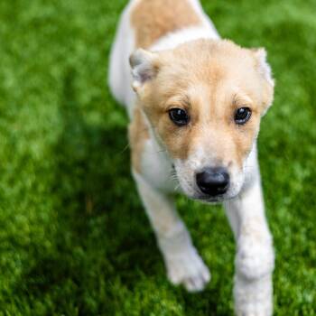Matcha -  Cattle Dog and Mixed Breed Dog for Adoption in Naperville, Illinois - Matcha | PetCurious