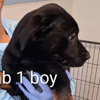 Robbie -  Black Labrador Retriever Dog for Adoption in Maynardville, Tennessee - Robbie | PetCurious