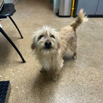 Mixed Breed Dogs Available for Adoption - Mister | PetCurious