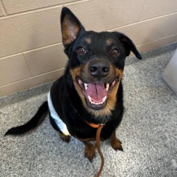 Rottweiler and Mixed Breed Dogs Available for Adoption in Dayton, Ohio - Flip Flop | PetCurious