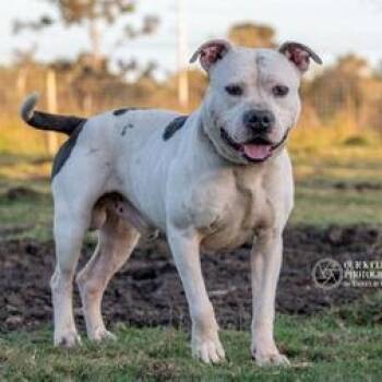 American Bulldog and Bulldog Dogs Available for Adoption in Liverpool, Texas - Samson | PetCurious
