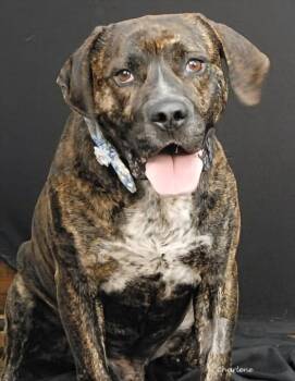 Pit Bull Terrier Dogs Available for Adoption in Newland, North Carolina - Meatball | PetCurious