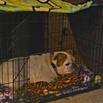 English Bulldog Dogs Available for Adoption in Huber Heights, Ohio - Penelope | PetCurious