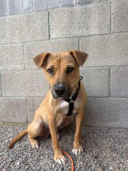Cindy Bear -  Black Mouth Cur Dog for Adoption in Phoenix, Arizona - Cindy Bear | PetCurious