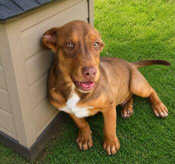 Labrador Retriever Dogs Available for Adoption in Uxbridge, Massachusetts - Rascals | PetCurious