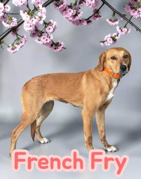 French Fry - Playful Coonhound Cutie. Professionally Trained, Gr -  Coonhound Dog for Adoption in Chuckey, Tennessee - French Fry - Playful Coonhound Cutie. Professionally Trained, Gr | PetCurious