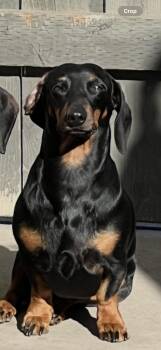Rescue Dachshund Dogs for Adoption in Citrus Heights, California - Max - The Beautiful Dachshund | PetCurious