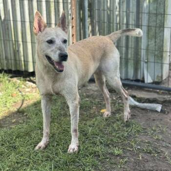 Rescue Shepherd Dogs for Adoption in Anahuac, Texas - Millie Mae | PetCurious