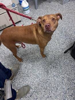 clyde -  Pit Bull Terrier and Great Pyrenees Dog for Adoption in Burgaw, North Carolina - Clyde | PetCurious