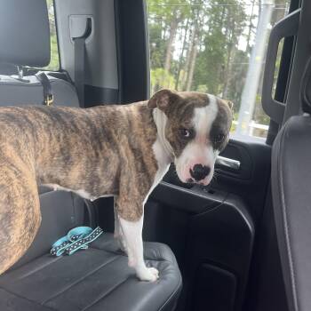 Boxer and American Staffordshire Terrier Dogs Available for Adoption in Loxahatchee Groves, Florida - Roxy | PetCurious